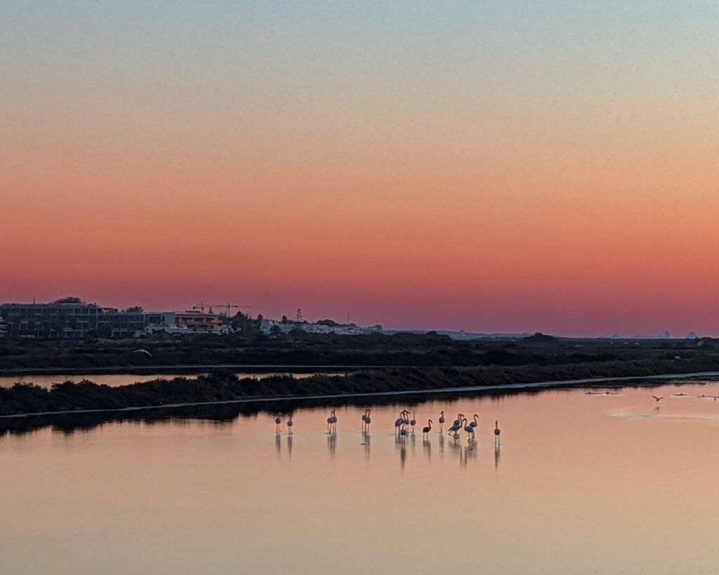Flamingos in Tavira, Portugal