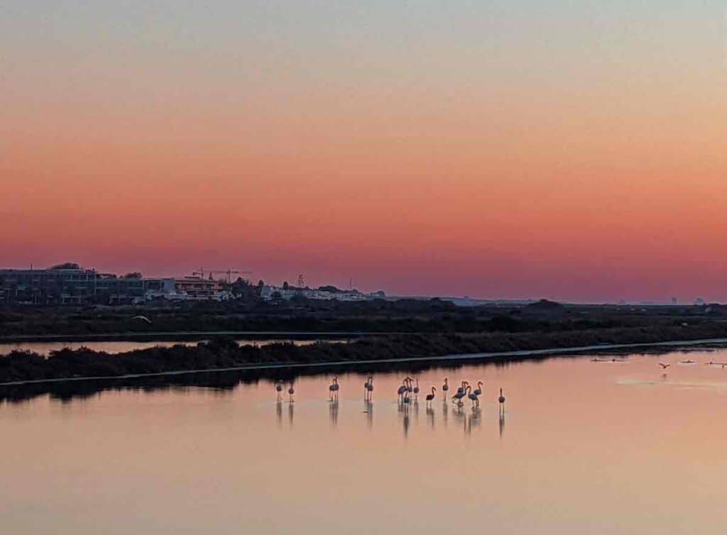 Flamingos in Tavira, Portugal, spotted when running