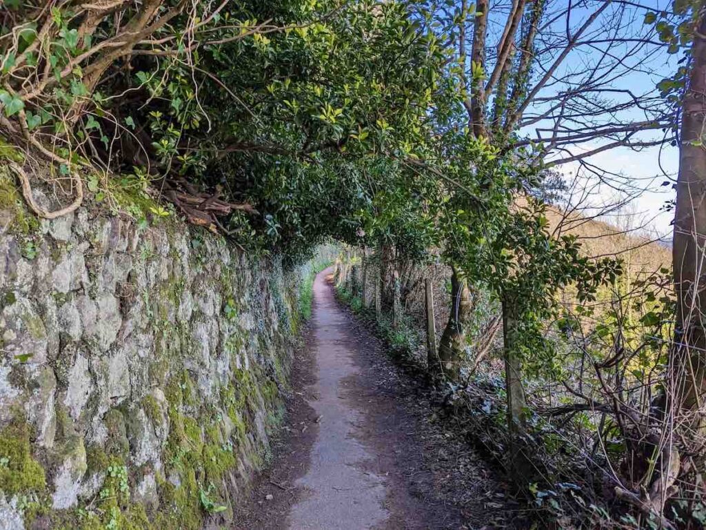 St Ives to Carbis Bay walk or run - Carbis Bay woodland
