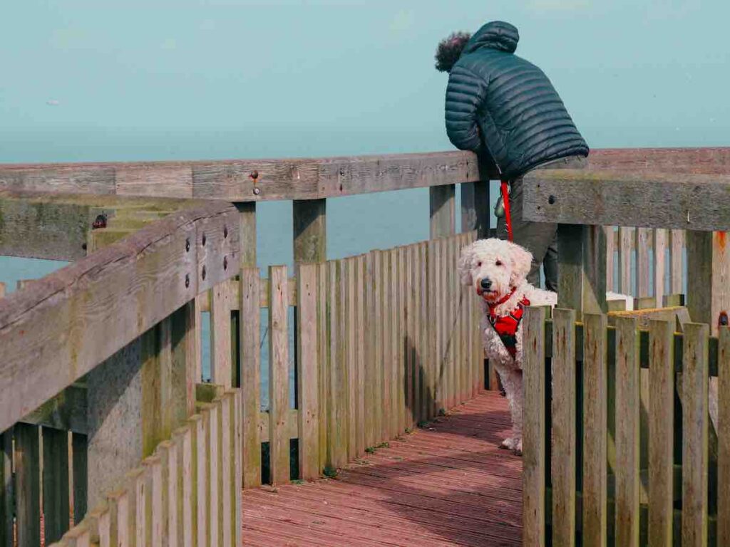 Dog and bird watcher on the viewing platform at RSPB Bempton Cliffs