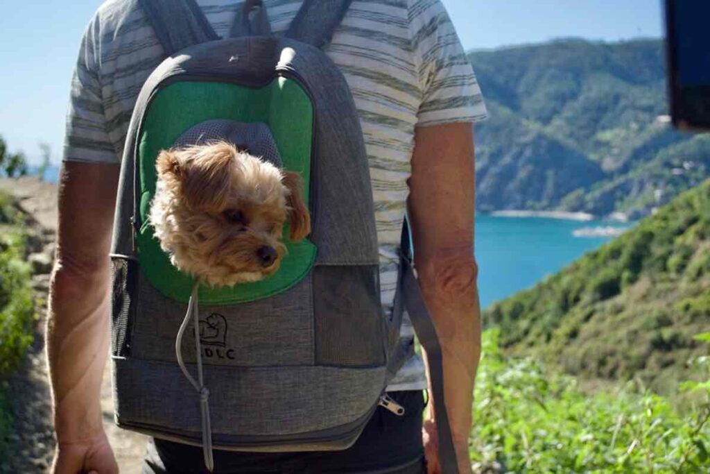 Elle the Dog - an unlikely walker on the Cinque Terre hike