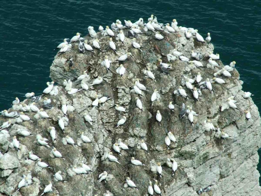 Flock of seagulls sitting on Flamborough headlands in the sea