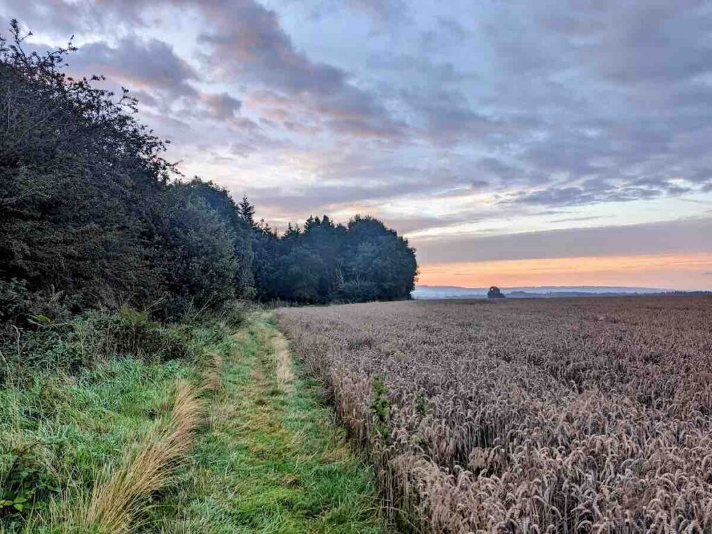 Howardian Hills at sunrise with woods on the left and field on right - keep walking straight towards the woods