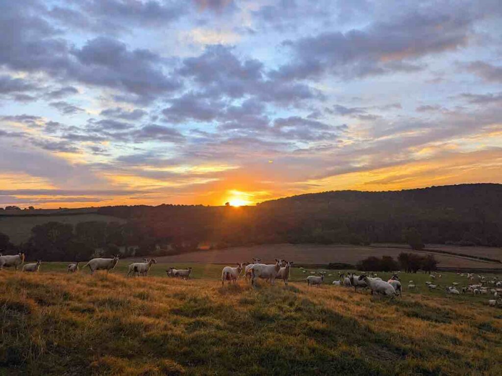 A field full of sheep basking in a beautiful North Yorkshire sunrise over the Howardian Hills